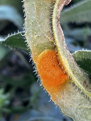 Puccinia recondita
