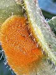 Puccinia recondita