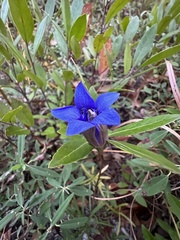 Gentiana autumnalis