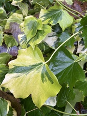 Hedera canariensis