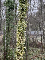 Hedera canariensis