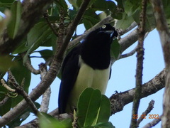 Cyanocorax affinis