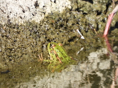 Pelophylax kurtmuelleri