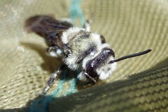 Andrena agilissima