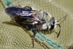 Andrena agilissima
