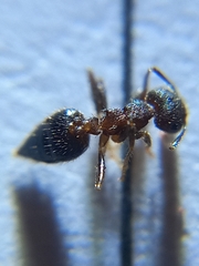 Crematogaster
