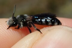 Andrena agilissima