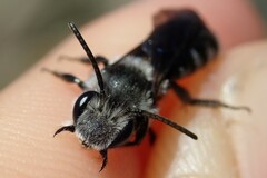 Andrena agilissima