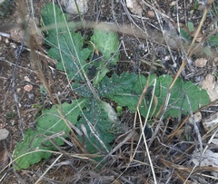 Cirsium vulgare