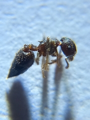 Crematogaster