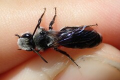 Andrena agilissima