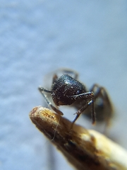 Crematogaster