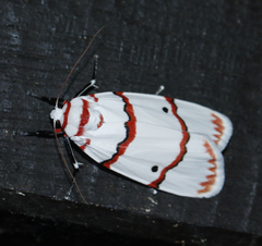 Cyana perornata