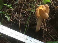 Helvella compressa