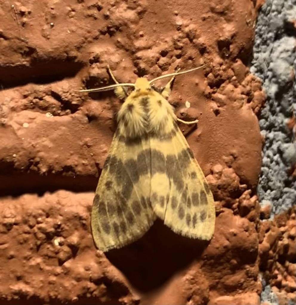 Lemyra eximia