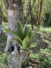 Aechmea bracteata