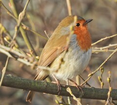 Erithacus rubecula