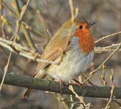Erithacus rubecula