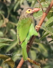 Psilopogon zeylanicus