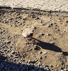 Alectoris rufa hispanica