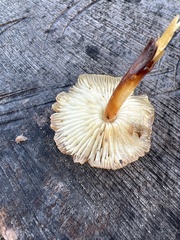 Flammulina