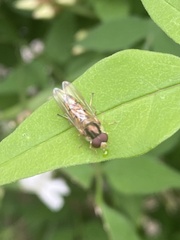 Episyrphus balteatus
