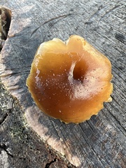 Flammulina