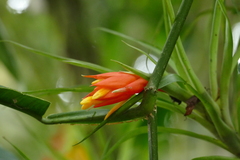 Guzmania angustifolia