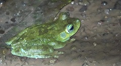 Boana xerophylla