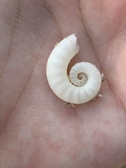Spirula spirula