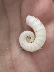 Spirula spirula