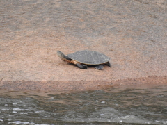 Phrynops hilarii