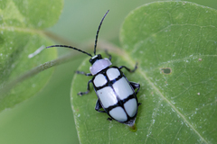 Omophoita octoguttata