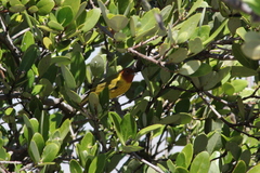 Setophaga petechia bryanti