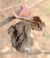 Eriosoma lanuginosum