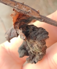 Eriosoma lanuginosum