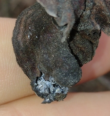 Eriosoma lanuginosum