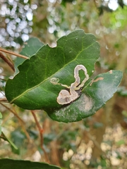 Phytomyza vomitoriae