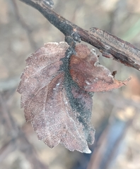 Eriosoma lanuginosum