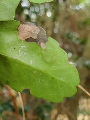 Phytomyza vomitoriae