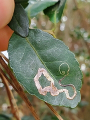 Phytomyza vomitoriae