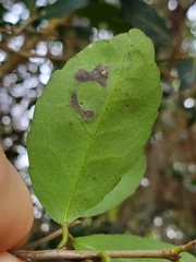 Phytomyza vomitoriae