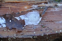 Cystidiopostia hibernica