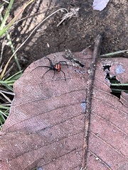 Latrodectus curacaviensis