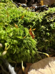 Dicranella heteromalla