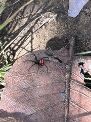 Latrodectus curacaviensis