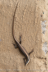 Trachylepis punctatissima