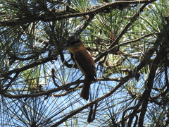 Pachyramphus validus