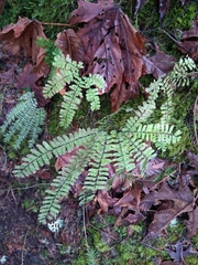 Adiantum aleuticum aleuticum