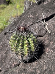 Melocactus smithii